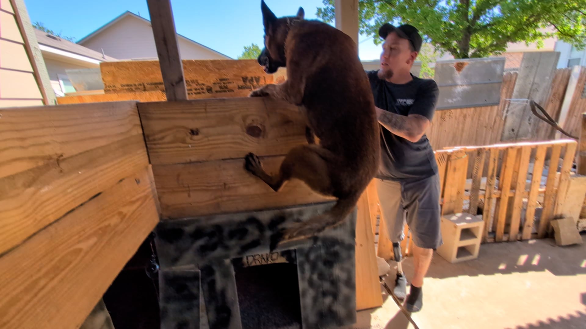 Drako jumps onto his outdoor kennel while owner Nicholas Beintema watches.