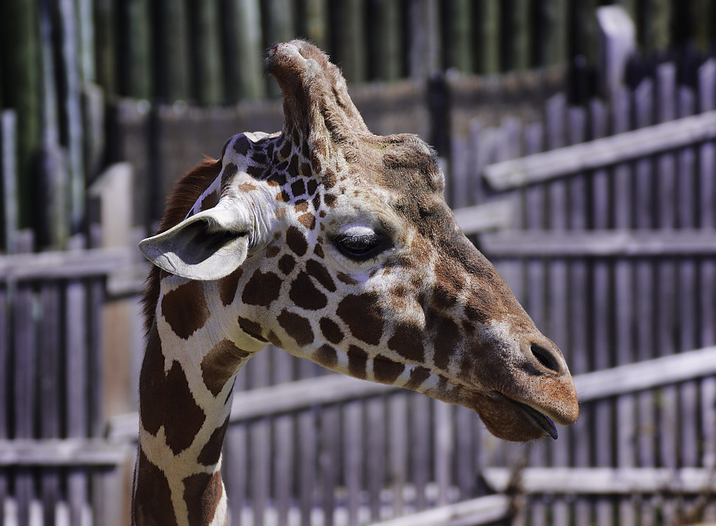 The Maryland Zoo in Baltimore — Baltimore