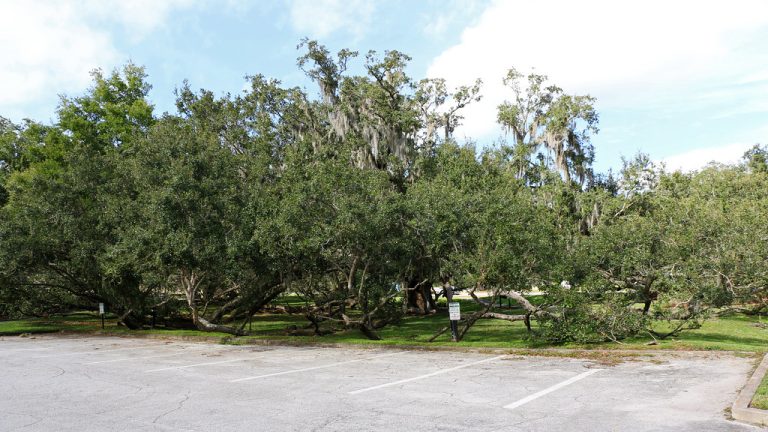 Loch Haven Park — Orlando
