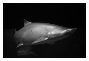 Greater Cleveland Aquarium — Cleveland