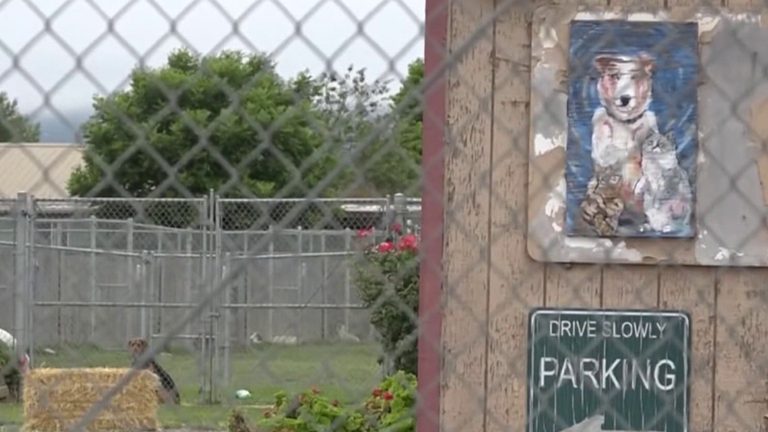 117 Dead Dogs Found At California No Kill Shelter