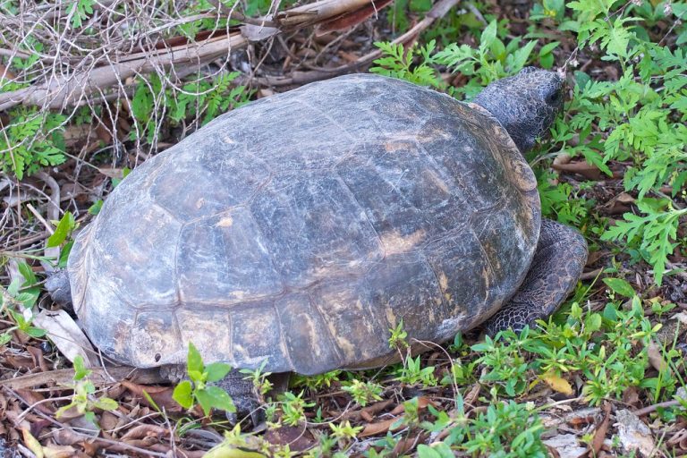 Okeeheelee Park — West Palm Beach