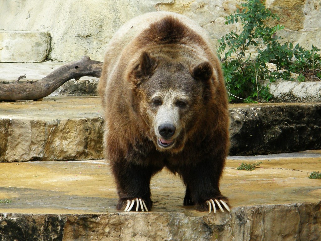 San Antonio Zoo — San Antonio