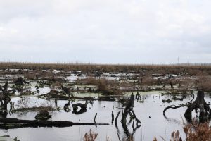 Great Dismal Swamp National Wildlife Refuge — Chesapeake