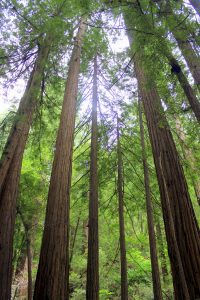 Muir Woods National Monument — San Francisco