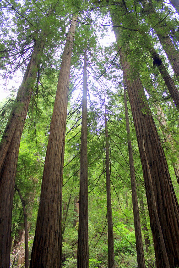 Muir Woods National Monument — San Francisco