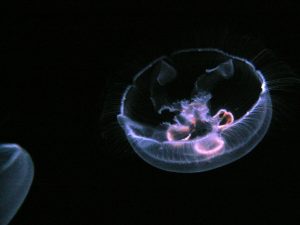 Toledo Zoo & Aquarium — Toledo