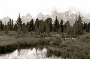 Schwabacher Landing — Jackson Hole