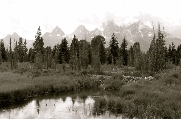 Schwabacher Landing — Jackson Hole