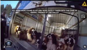 21 Dogs Found Neglected In U Haul Truck In Murrieta