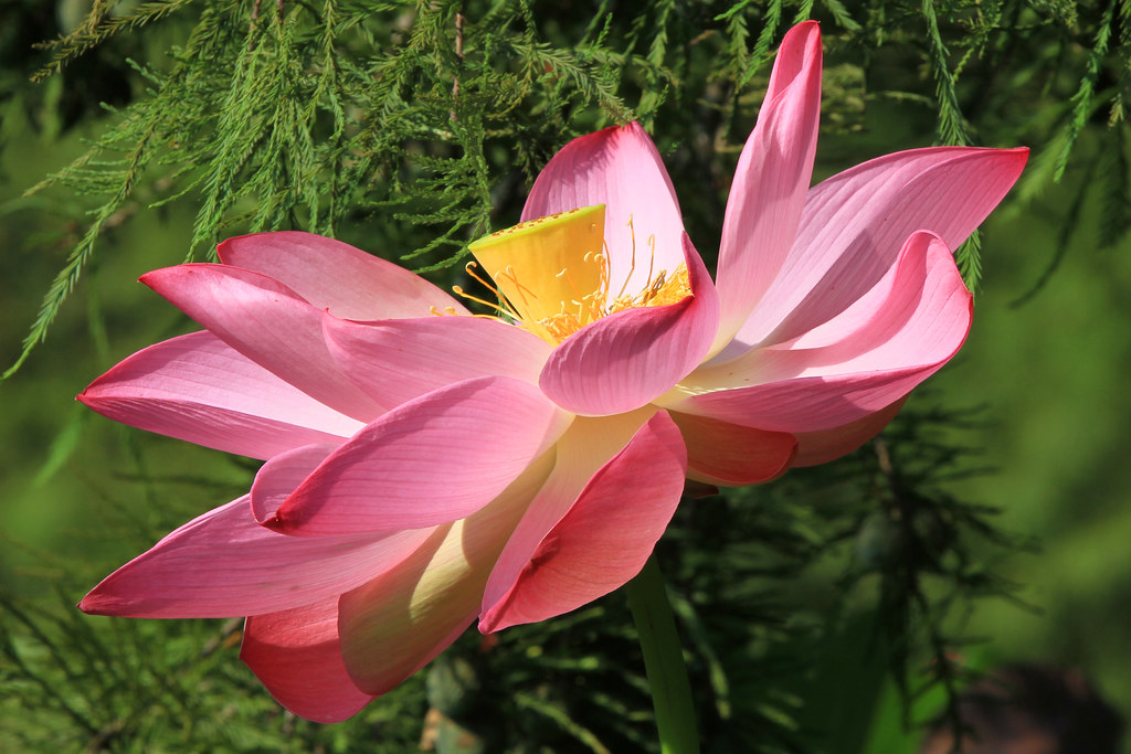 Kenilworth Aquatic Gardens — Washington