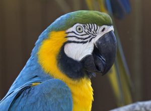 Gatorland — Orlando