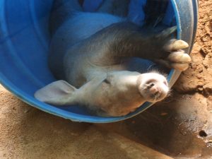Lincoln Park Zoo — Chicago
