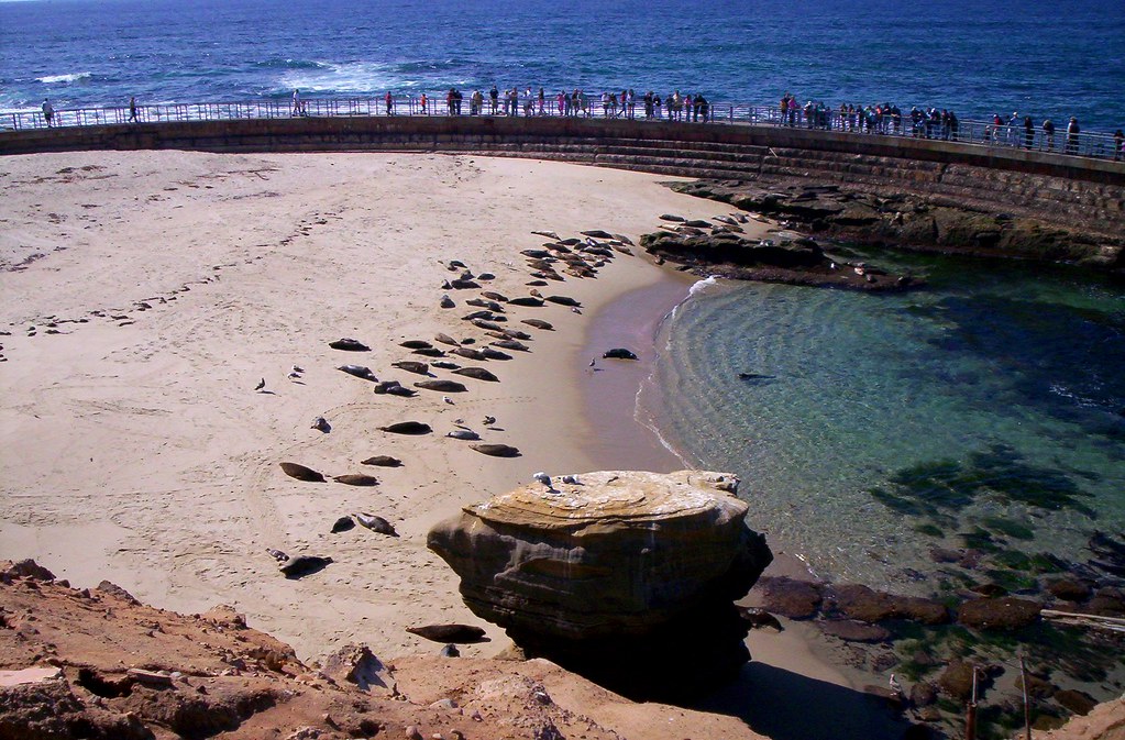 La Jolla Cove and Children's Pool Tide Pools — San Diego