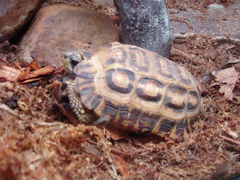 Tulsa Zoo — Tulsa