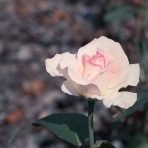 Lyndale Park Rose Garden — Minneapolis