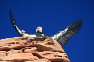 World Center for Birds of Prey — Boise