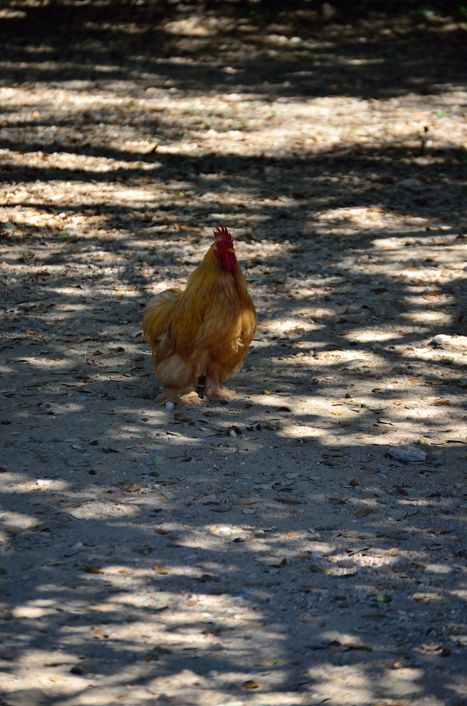 Austin Zoo — Austin