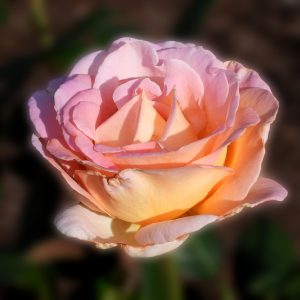 Tyler Municipal Rose Garden — Tyler