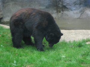 Zoo Knoxville — Knoxville