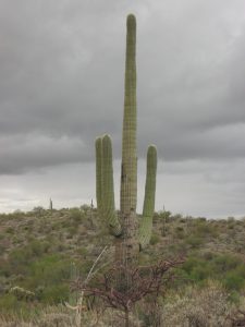 Saguaro National Park (Rincon Mountain District) — Tucson