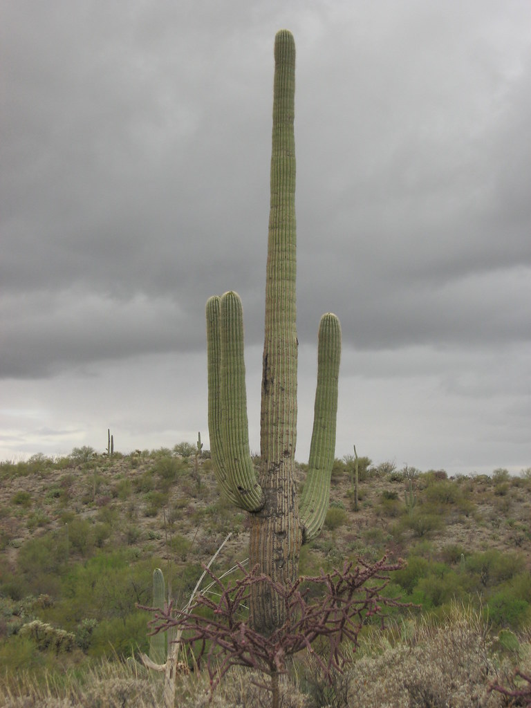 Saguaro National Park (Rincon Mountain District) — Tucson