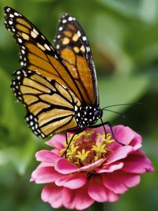 Harry P. Leu Gardens — Orlando