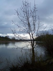 Minto-Brown Island Park — Salem