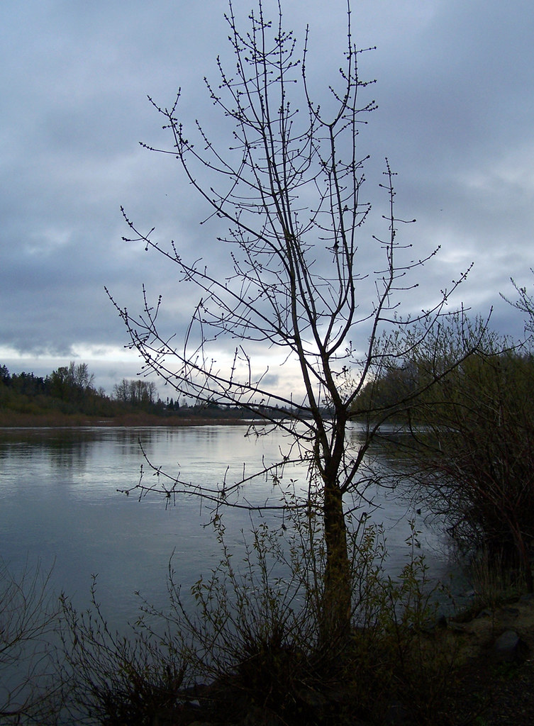 Minto-Brown Island Park — Salem