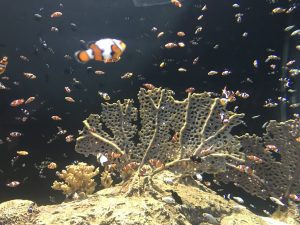 OdySea Aquarium — Scottsdale