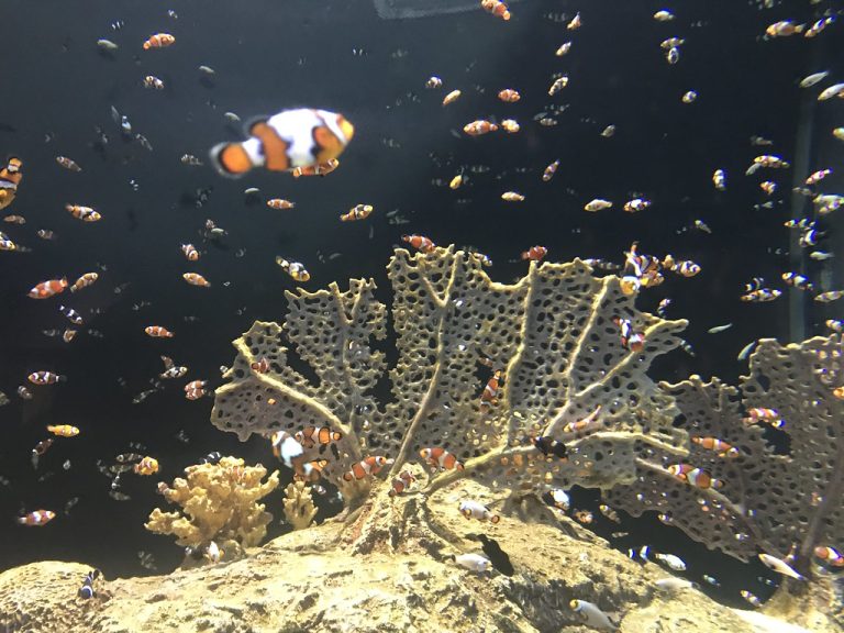 OdySea Aquarium — Scottsdale