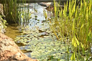 Oxbow Meadows Environmental Learning Center — Columbus