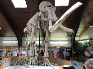 Tate Geological Museum — Casper