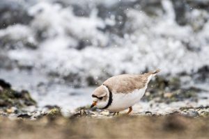 4 Piping Plovers Hatch At Montrose Beach