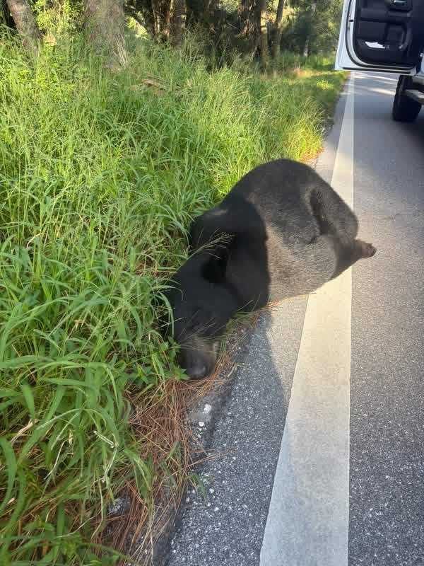 400 Pound Black Bear Killed In Martin County