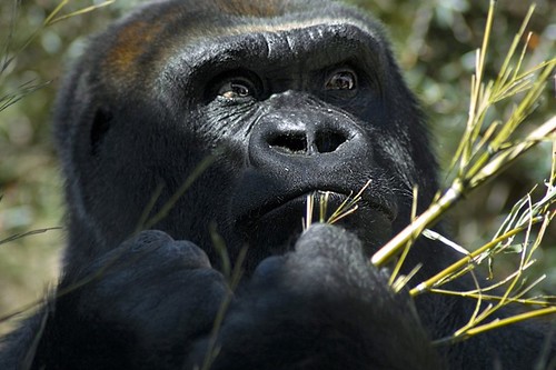 Birmingham Zoo — Birmingham