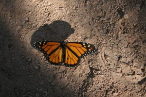Desert Botanical Garden — Scottsdale
