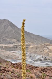 Scenic Drive Overlook — El Paso