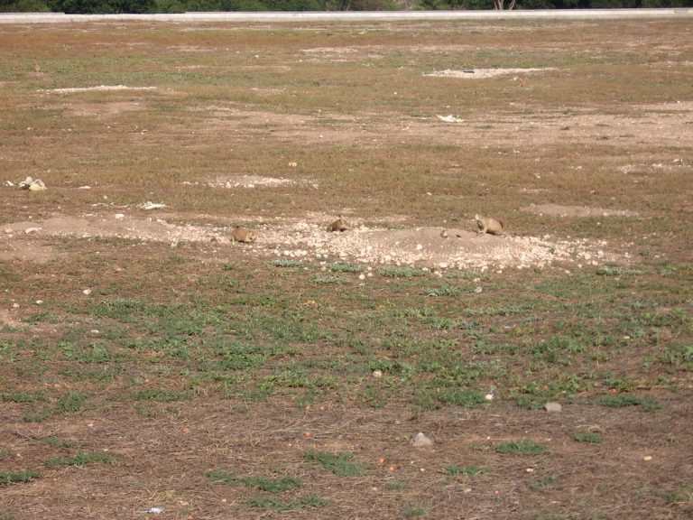Prairie Dog Town at Mackenzie Park — Lubbock