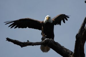 Boyd Hill Nature Preserve — St Petersburg