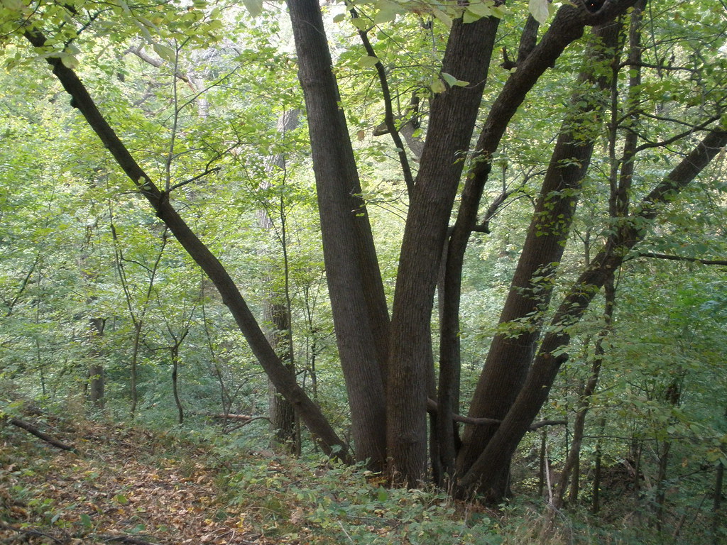 Fontenelle Forest — Omaha