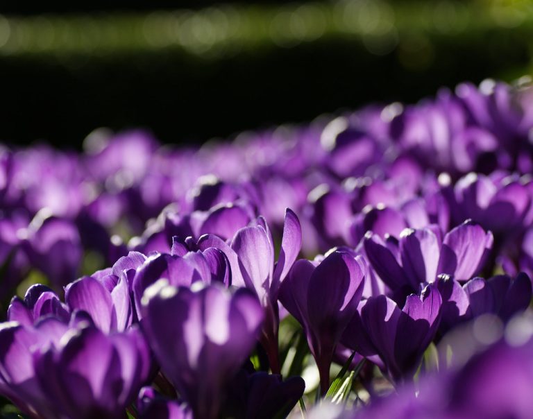 Lakewold Gardens — Tacoma