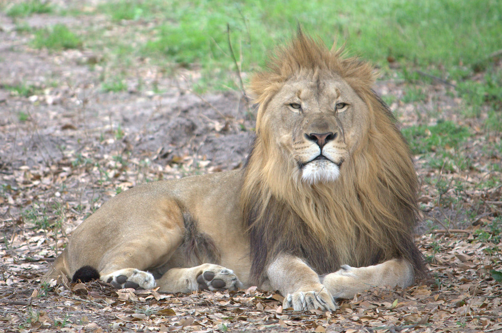 Jacksonville Zoo and Gardens — Jacksonville