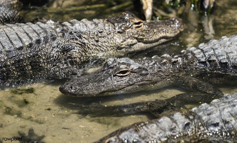 Alligator Adventure — Myrtle Beach