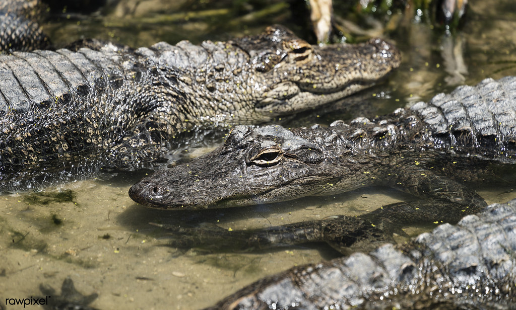 Alligator Adventure — Myrtle Beach
