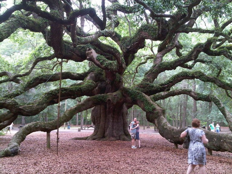 Angel Oak Tree — Charleston