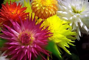 Dahlia Garden at Golden Gate Park — San Francisco