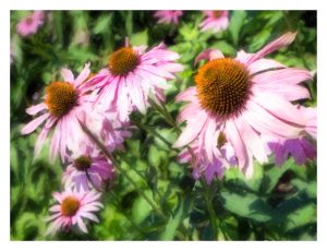 Bartlett Arboretum & Gardens — Stamford