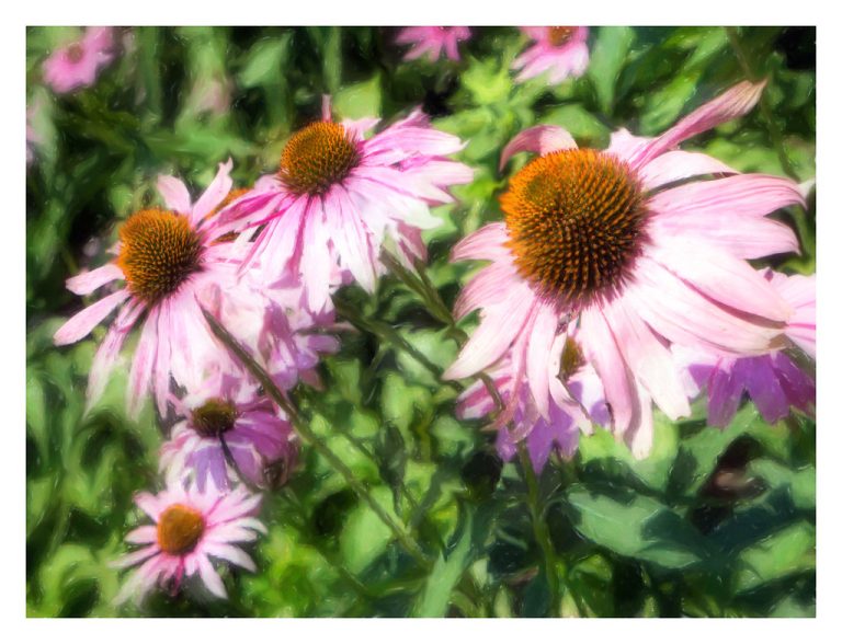 Bartlett Arboretum & Gardens — Stamford