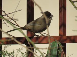 Tucson Botanical Gardens — Tucson